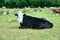 Caucasian cattle on background of Alpine pastures