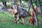 Caucasian cattle on background of Alpine pastures