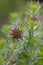Caucasian crosswort Phuopsis stylosa, budding flower