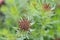 Caucasian crosswort Phuopsis stylosa, budding inflorescence