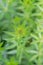 Caucasian crosswort Phuopsis stylosa, emerging buds