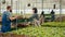 Caucasian farm picker gathering organic green lettuce loading crate on rack pushed by man for delivery