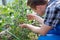 Caucasian Farmer Checking Tomato Plants In Greenhouse