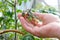 Caucasian Farmer Checking Tomato Plants In Greenhouse