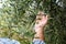 Caucasian farmer checks the unripe olives. Agriculture