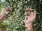 Caucasian farmer checks the unripe olives. Agriculture