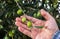 Caucasian farmer checks the unripe olives. Agriculture