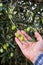 Caucasian farmer checks the unripe olives. Agriculture