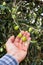 Caucasian farmer checks the unripe olives. Agriculture