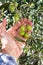 Caucasian farmer checks the unripe olives. Agriculture