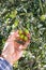 Caucasian farmer checks the unripe olives. Agriculture