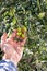 Caucasian farmer checks the unripe olives. Agriculture