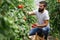 Caucasian farmer picking fresh tomatoes from his hothouse