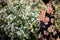 Caucasian female in a floral dress carrying a bunch of flowers in a lush cottage garden