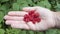 Caucasian female hand holding raspberries, top-down composition