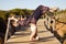 Caucasian female practicing yoga on wooden bridge.