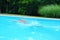 Caucasian female swimmer doing laps in a pool