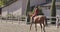 Caucasian girl in pink clothes and helmet riding brown horse in the corral. Young female equestrian training with her