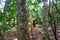 Caucasian girl playing in rainforest jungle