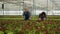 Caucasian greenhouse workers inspecting organic crops ready for harvesting doing quality control
