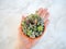 Caucasian hand holding a small terracotta pot with a colorful arrangement of different evergreen succulents against a white