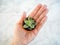 Caucasian hand holding a small terracotta pot with a young echeveria setosa, a hairy evergreen succulent