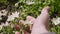 Caucasian hand reaches for white anemone flowers. Fingers touch leaves.