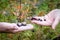 Caucasian hands holding saskatoon berries.