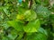 caucasian hornbeam green leaf in the garden