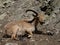 Caucasian ibex