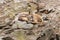 Caucasian ibex - Capra caucasica resting on a high rock