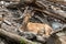Caucasian ibex - Capra caucasica resting on a high rock