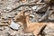 Caucasian ibex - Capra caucasica resting on a high rock