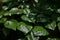 Caucasian linden (Tilia euchlora)