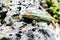 Caucasian lizard or Darevskia caucasica on stone close up