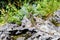 Caucasian lizard or Darevskia caucasica on stone close up
