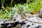 Caucasian lizard or Darevskia caucasica on stone close up