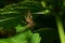 Caucasian macro spider Solpuga on nettle leaf