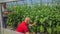 Caucasian male farmer with his wife harvesting eggplants in a greenhouse