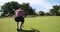 Caucasian male golfer kneeling on a golf course on a sunny day