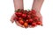 Caucasian male holding a vine full of fresh ripe red cherry tomatoes. Close up studio shot, isolated on white background