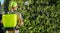 Caucasian Male Worker Spraying  Insecticide On Pine Tree