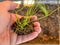 Caucasian man holds a clod of earth with a chive seedling