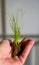 Caucasian man holds a clod of earth with a chive seedling