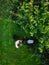 Caucasian man pushing lawn mower for cutting green grass in garden with sunlight at summer season. Aerial view. Housework and