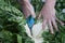 Caucasian man`s hands using pruning shears to cut large leafy collard greens, a variety of Brassica oleracea