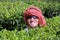 Caucasian man at tea plantation, kerala