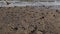 Caucasian man walking bare foot on sandy beach into sea wave