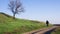 Caucasian man walking on a country road to lonely apricot tree on a hill at windy spring day