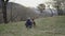 caucasian mature woman with hat and backpack on her back happy standing in nature petting her german shepherd dog